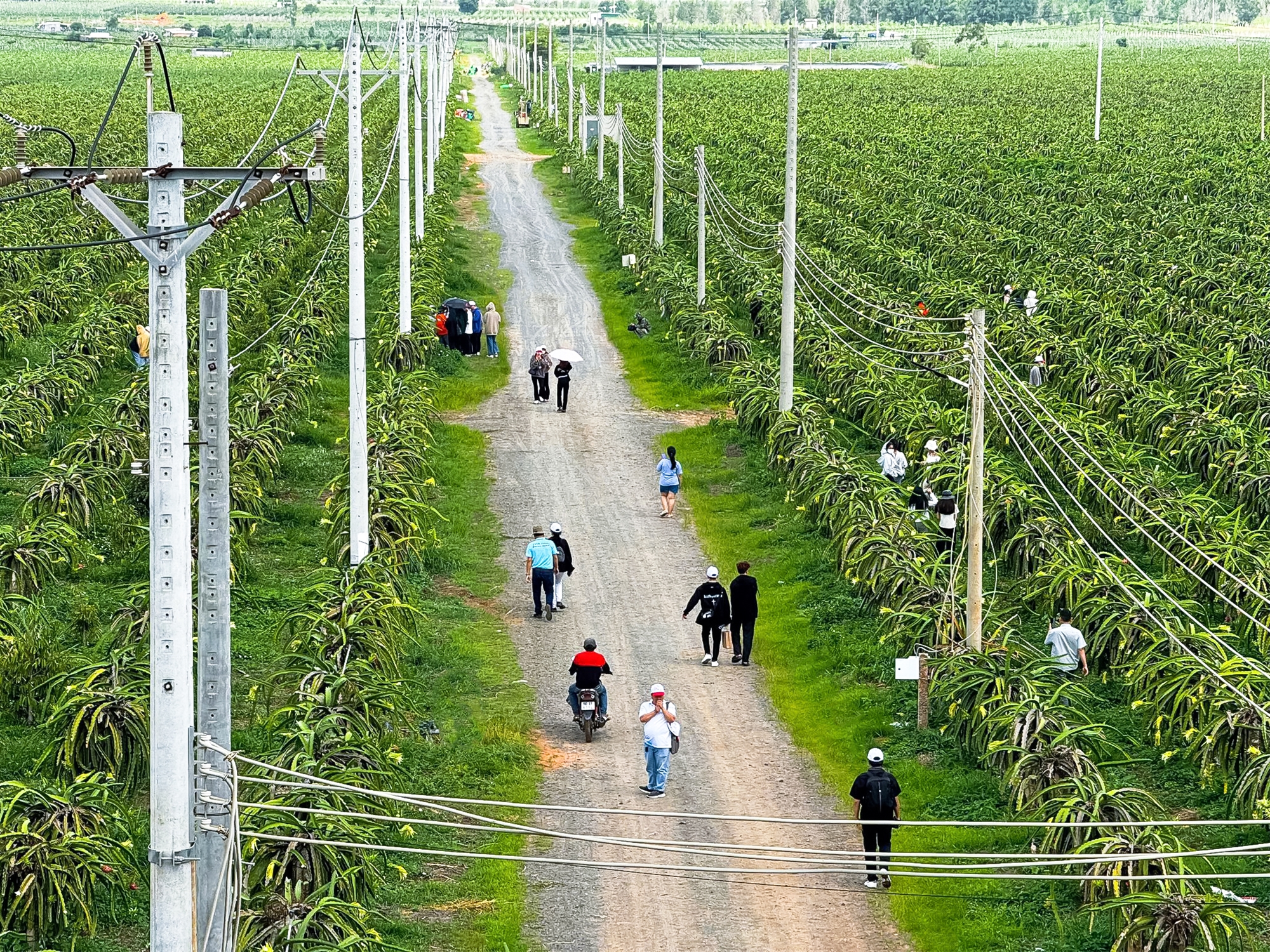 Vườn Chanh Dây Tại Queen Farm Plus